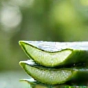 Aloe Vera plant with gel